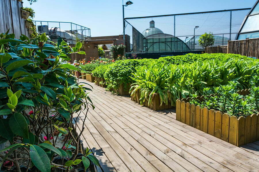 Edible Landscaping