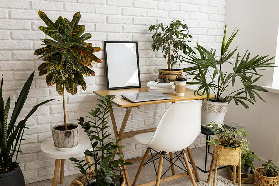 indoor plants oasis