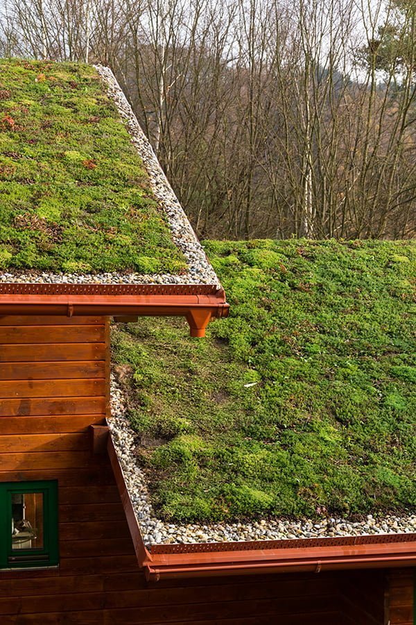 grass in roof