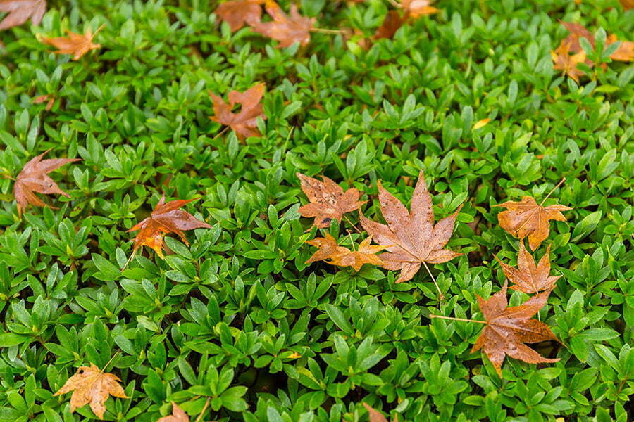 leaves landscaping