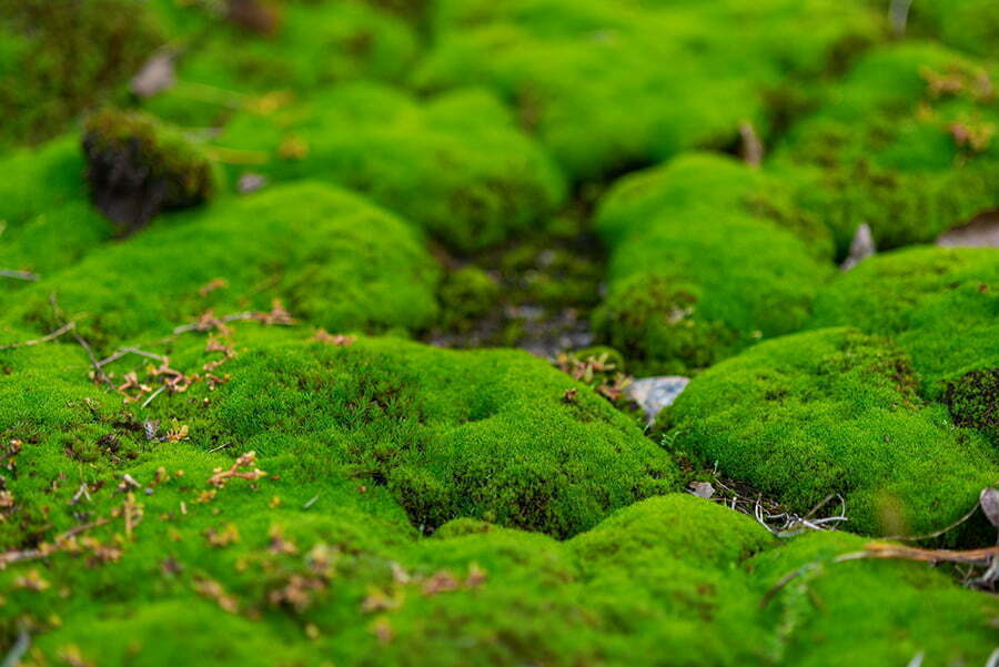 moss lawn at home