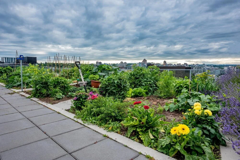 Living Roof Systems