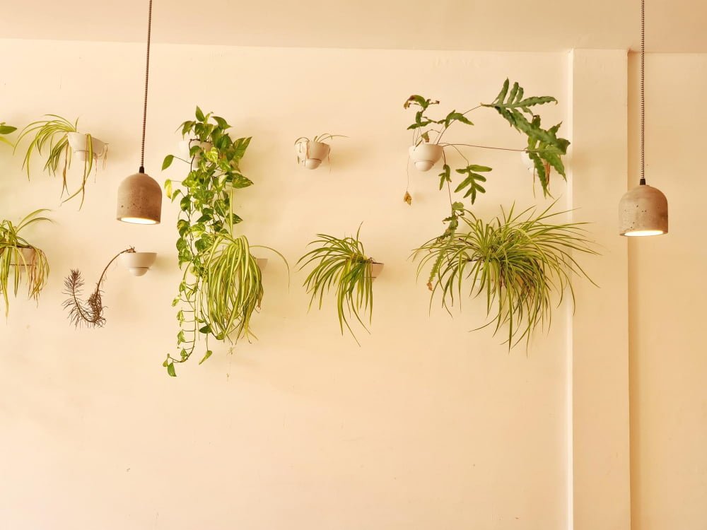 Wall-mounted Plants