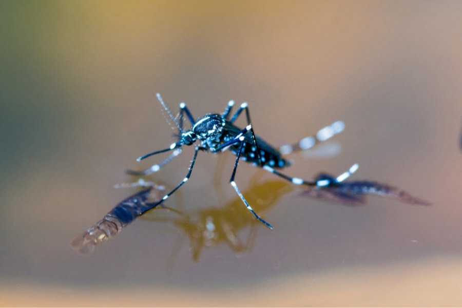 mosquito on water