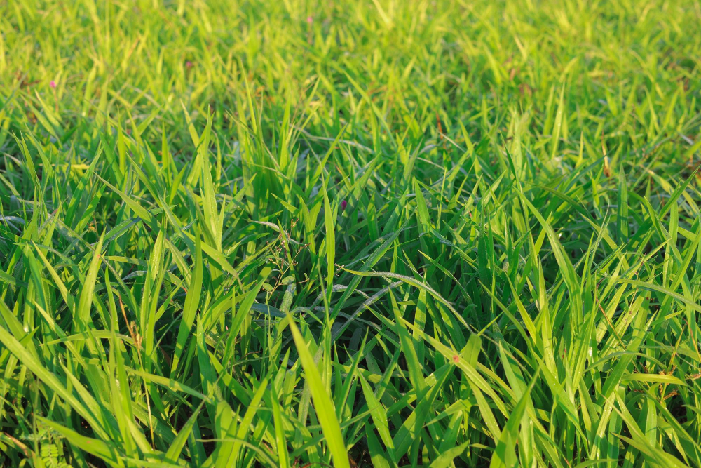 Buffalo Grass landscape