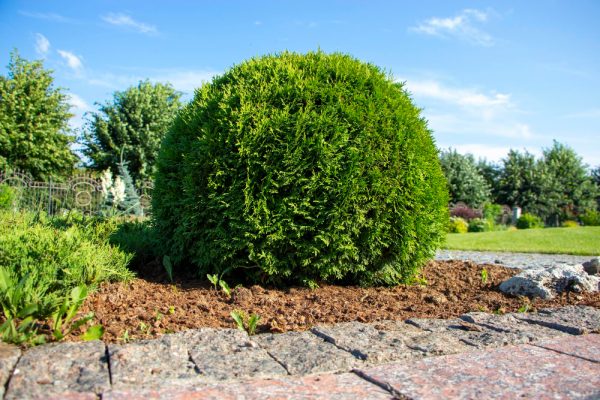 Top Boxwood Alternatives: Landscape Design Ideas & Tips