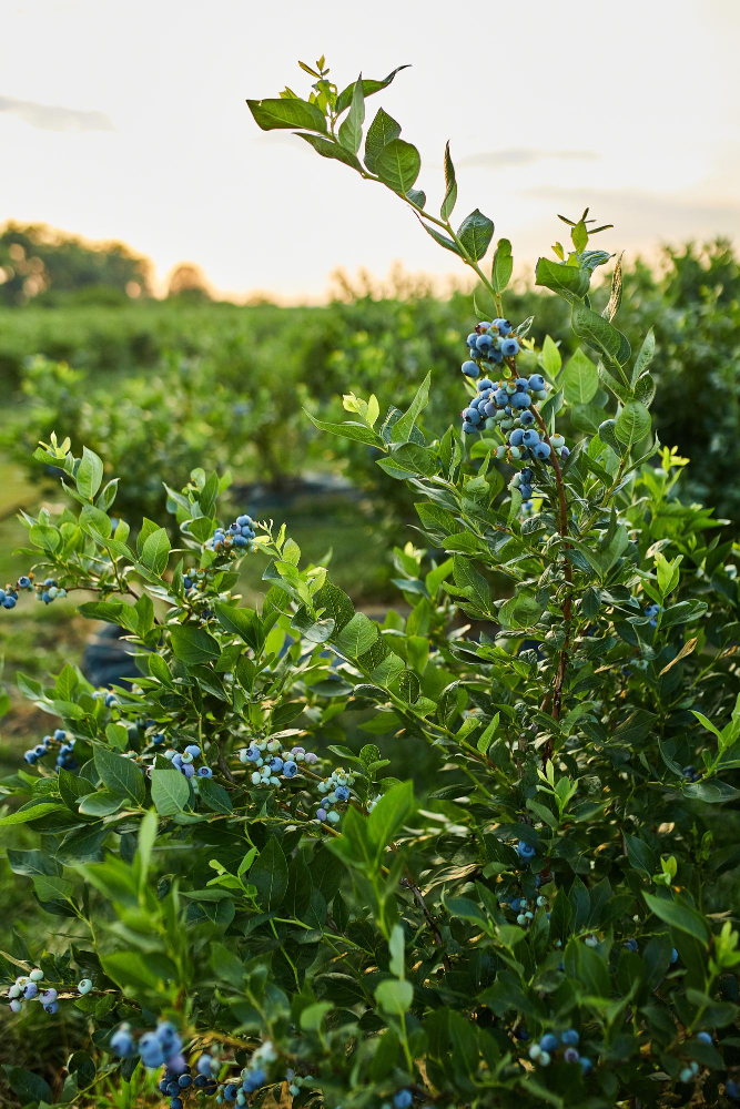 blueberry bush