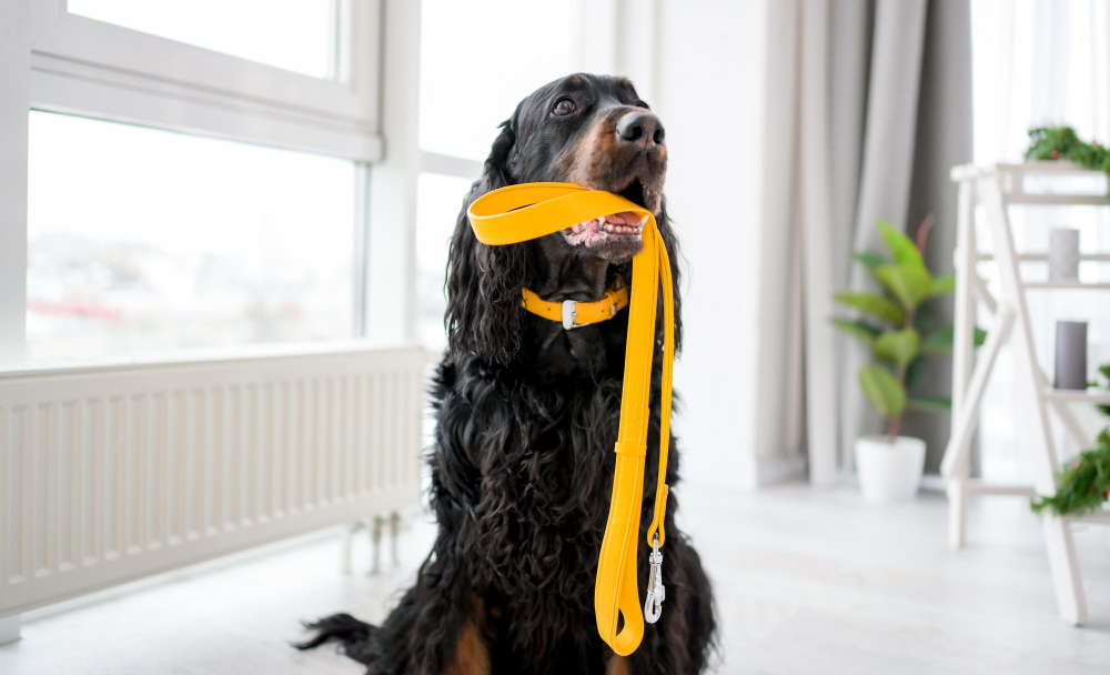 dog leash indoors