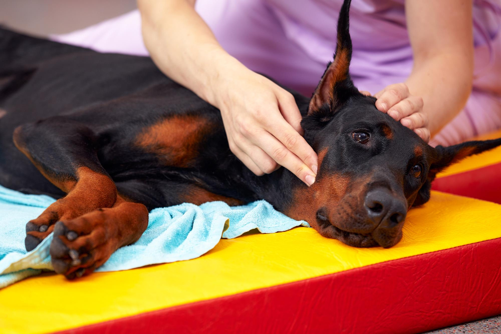 massage therapy dog