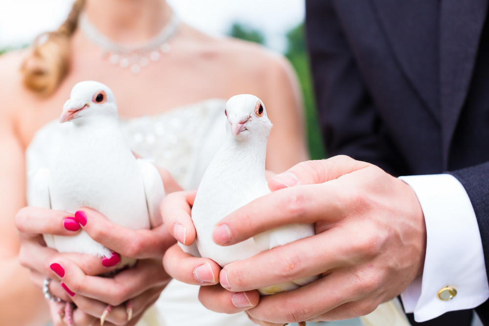 wedding Dove Release