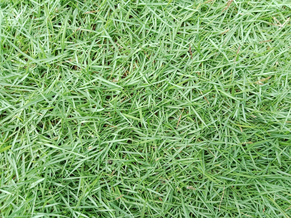 zoysia grass