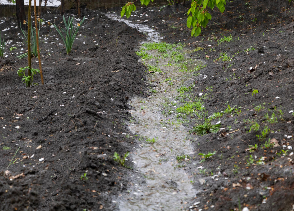 Bio-Swales and Infiltration Basins Garden