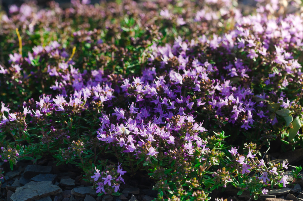 Groundcover Plant Creeping Thyme