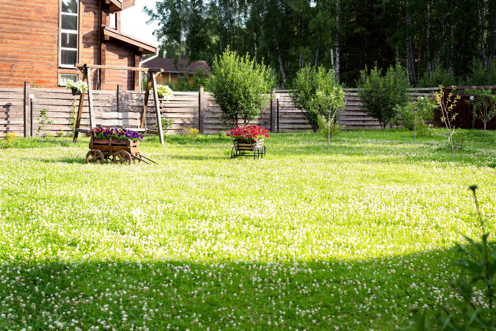 Low-Maintenance Lawn Grass Outdoor Space