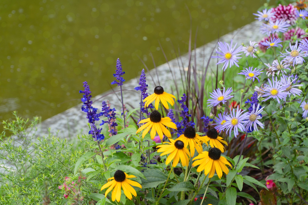 Native Plant Selection Outdoor Space