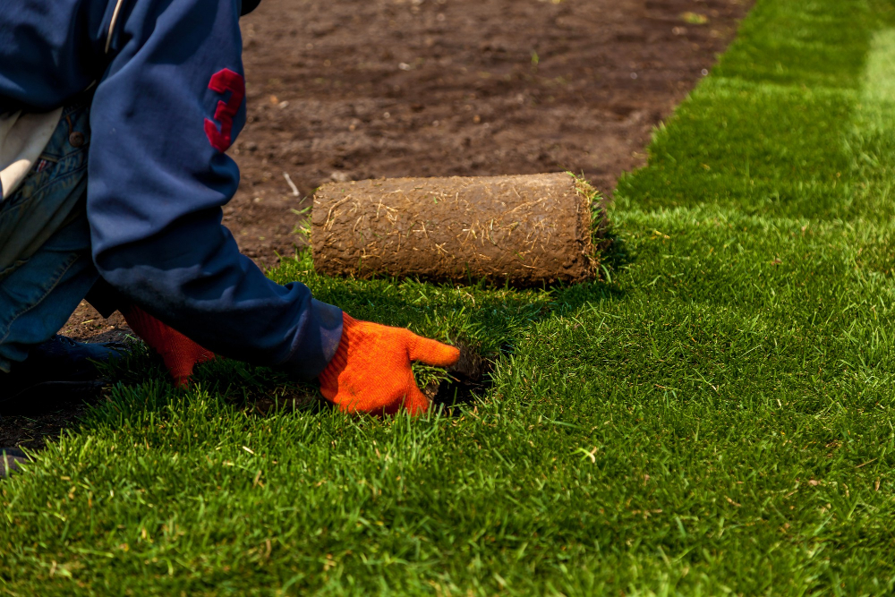 Natural Grass Outdoor Space