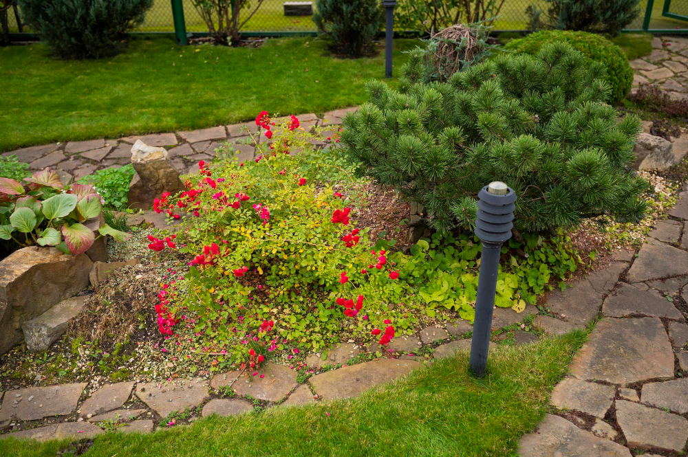 Organic Ground Covers Outdoor Space