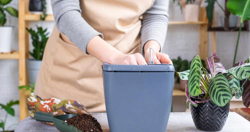 Self-watering Containers Plants