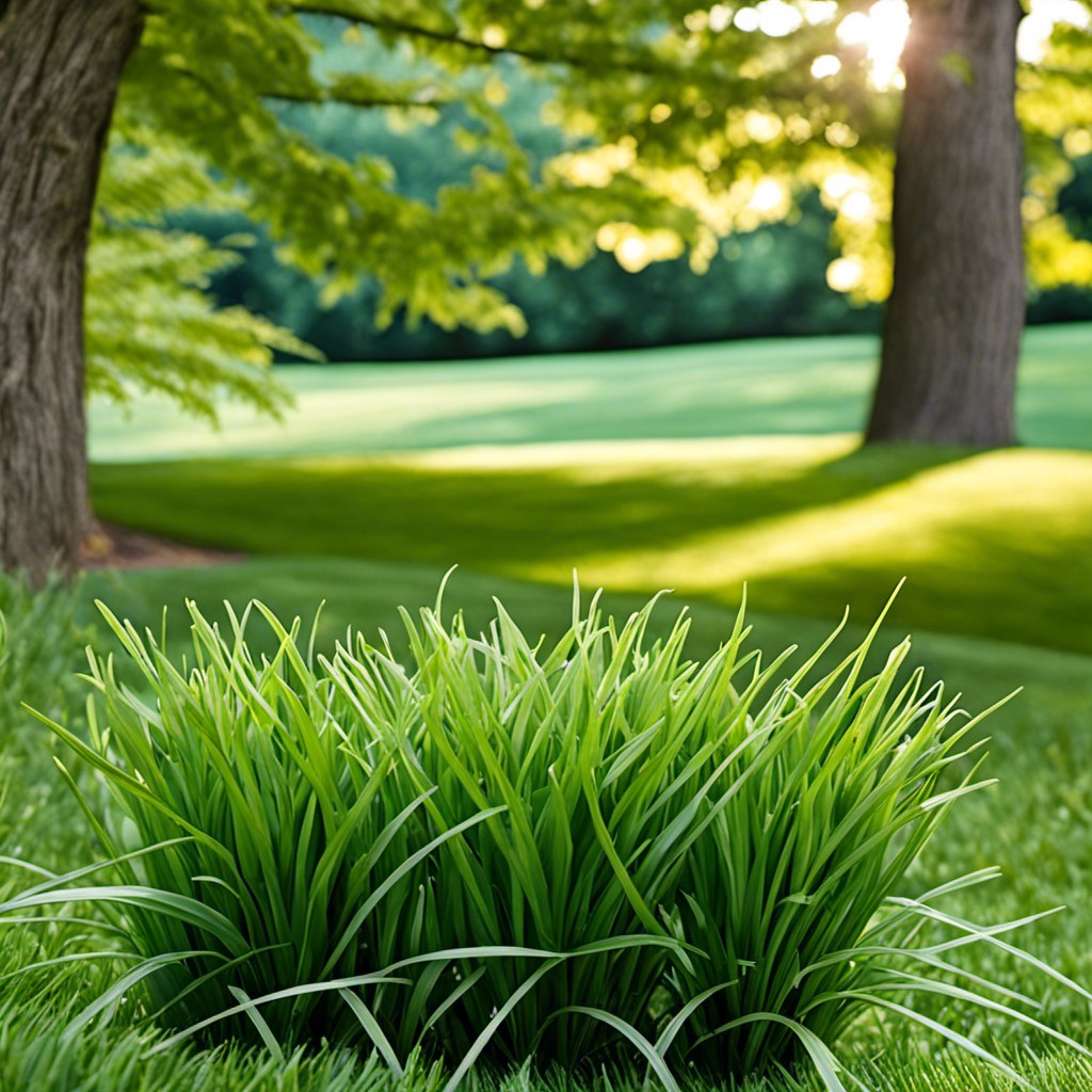 shade tolerant grass alternatives