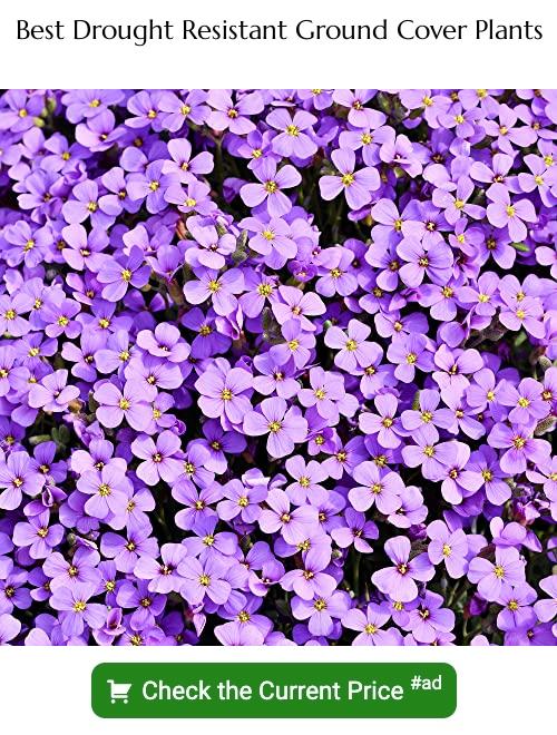 Drought resistant ground cover plants