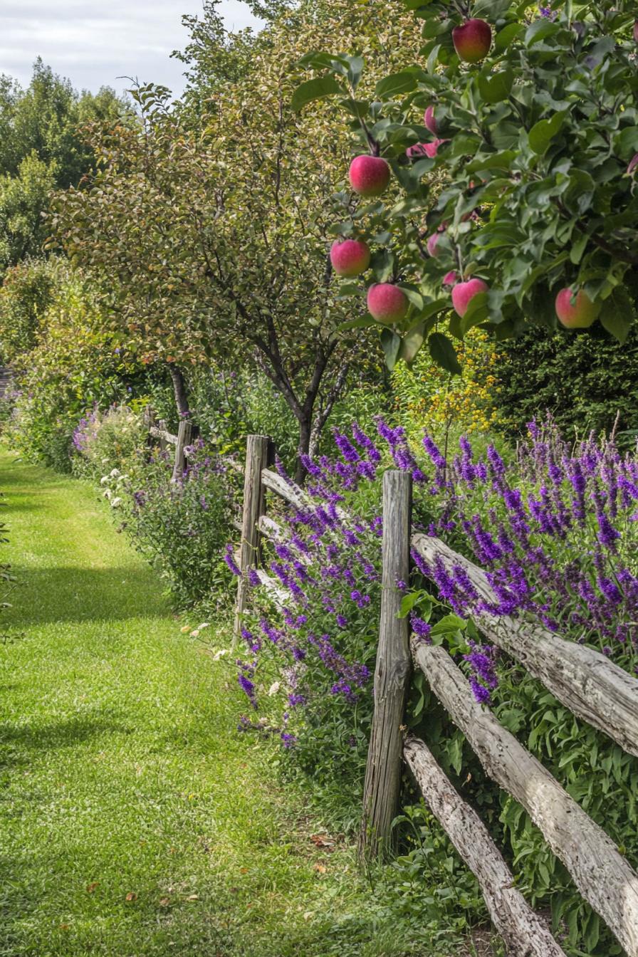 fenced orchard garden with apple trees and purple salvia bushes