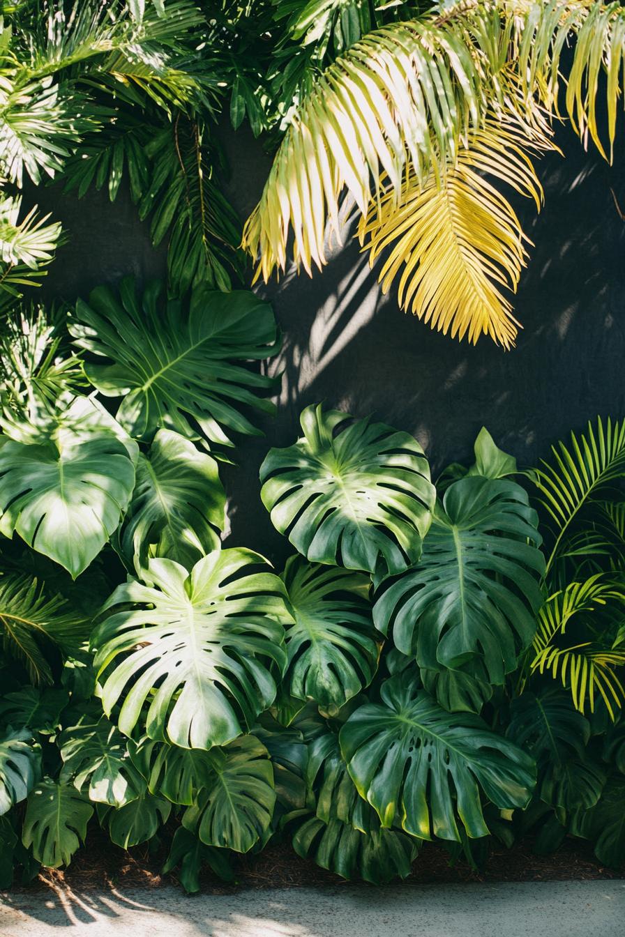 Green tropical leaves with sunlight play