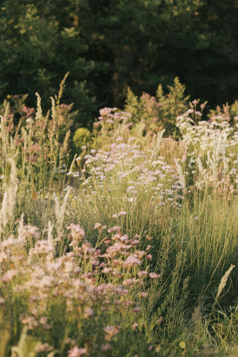 Wildflowers in a sunlit meadow