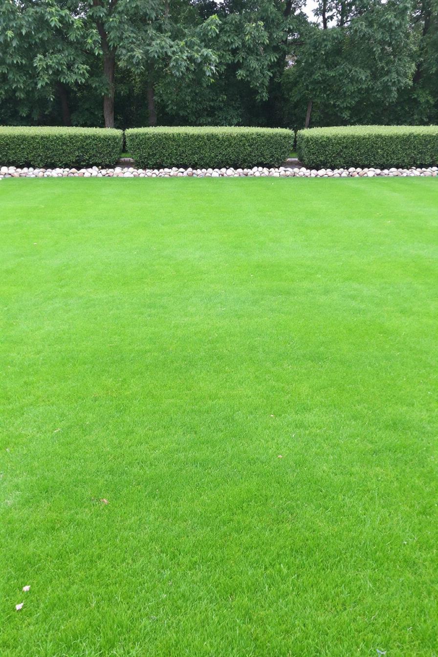 Lush green lawn bordered by trimmed shrubs and pebbles
