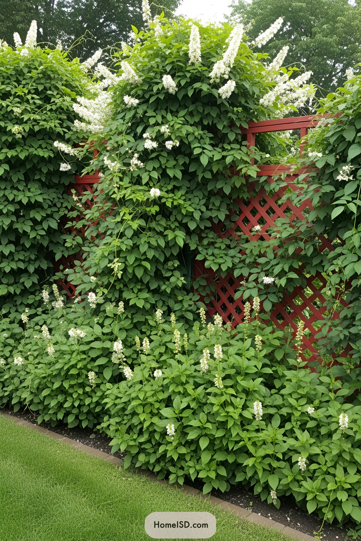 Red lattice fence with lush green foliage and white flowers