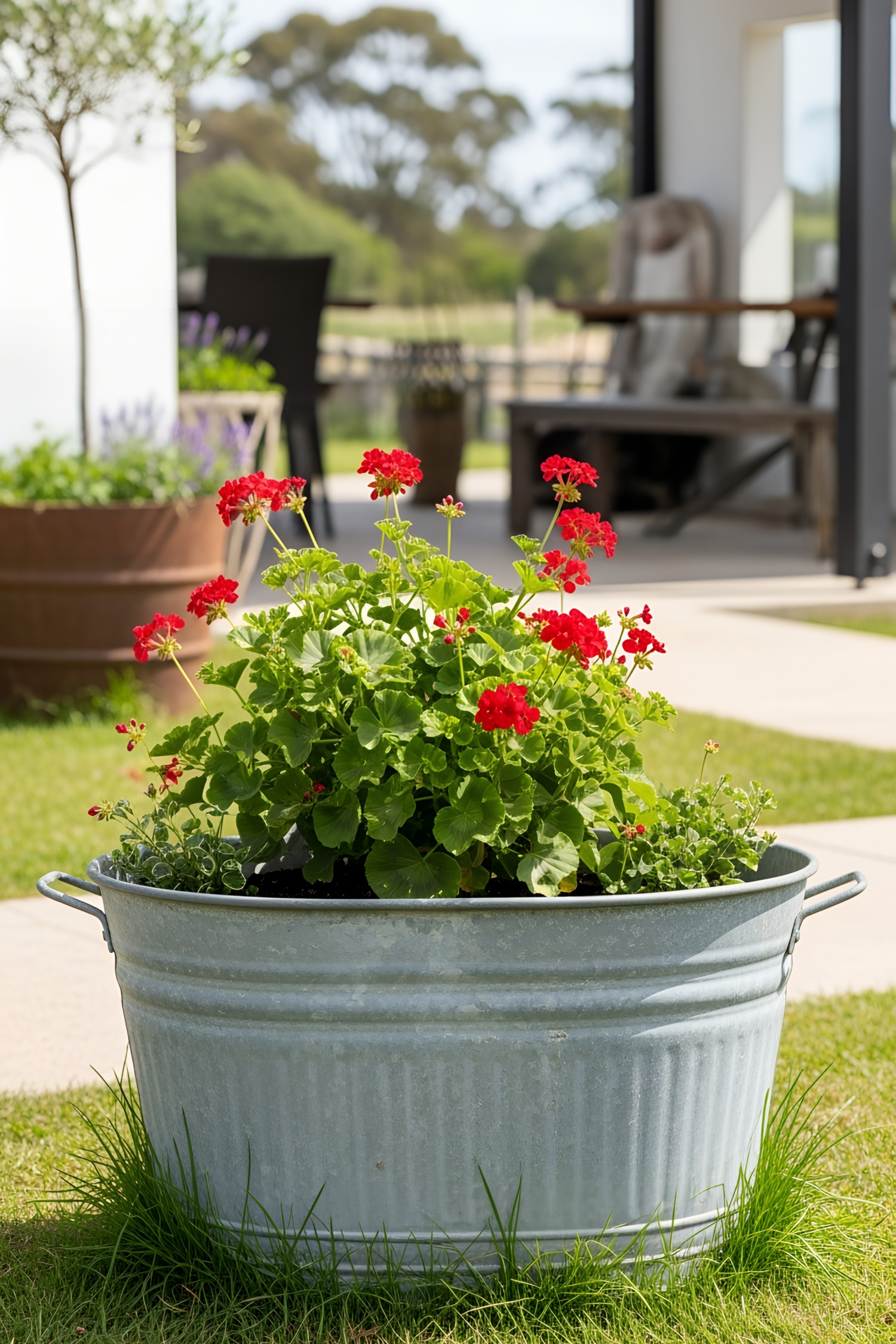 Galvanized tub with red flowers on a sunny patio