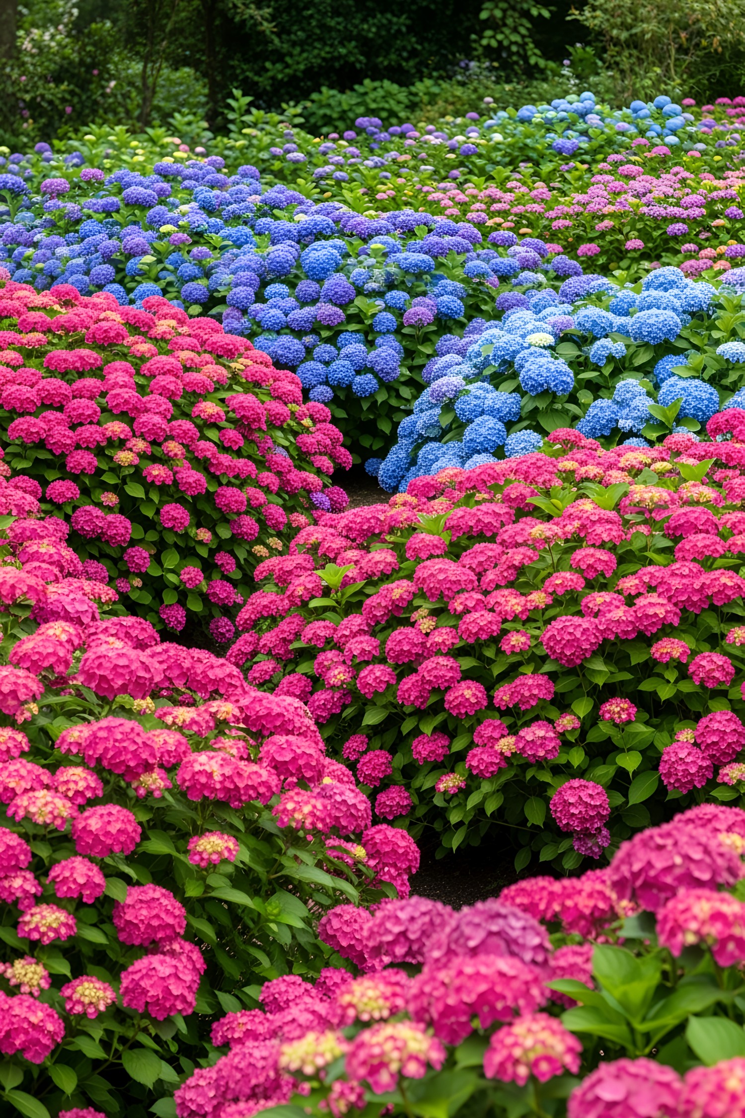 Colorful clusters of pink, blue, and purple hydrangeas in a lush garden setting