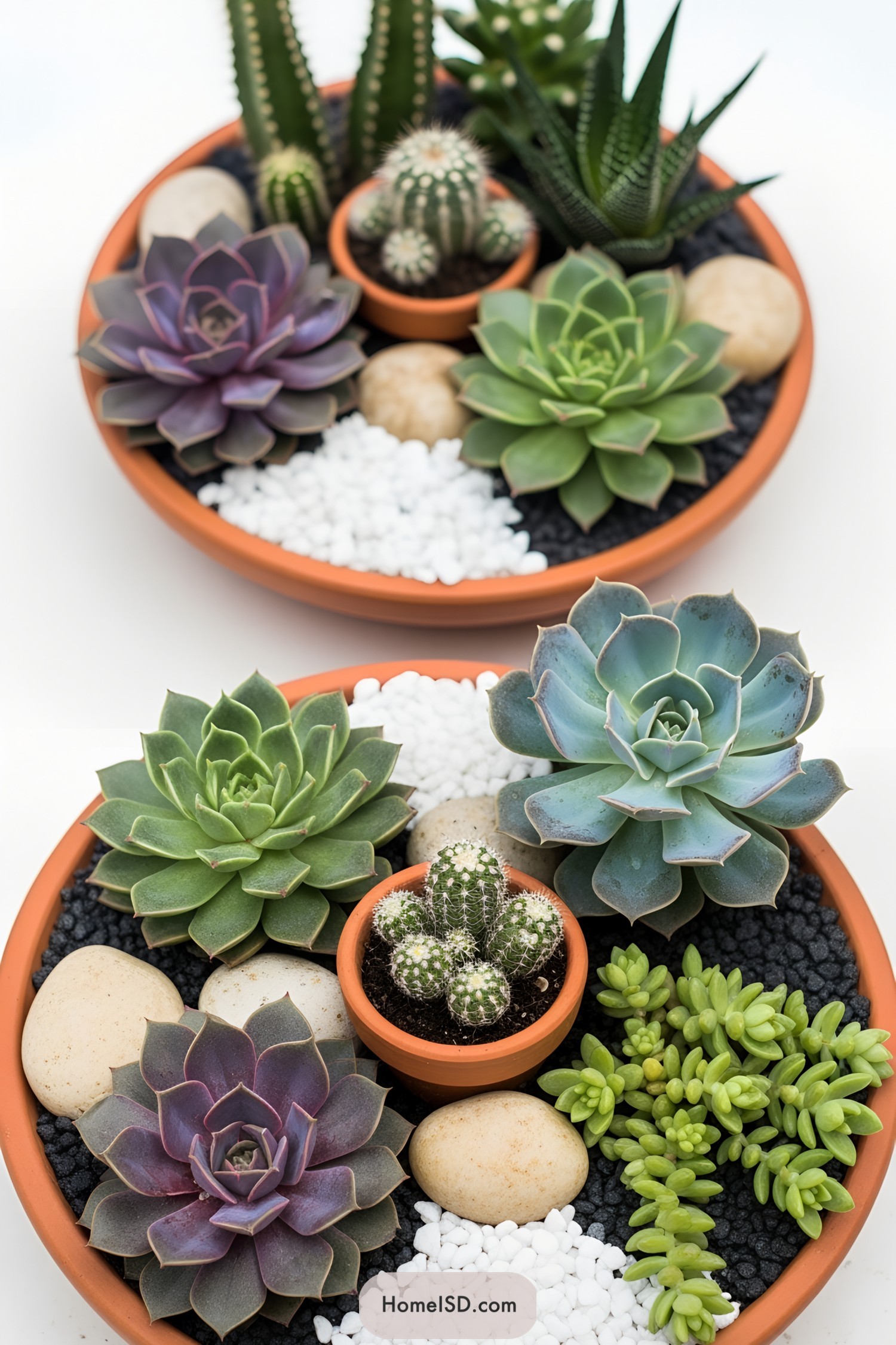 Mini cactus gardens with various succulents and pebbles