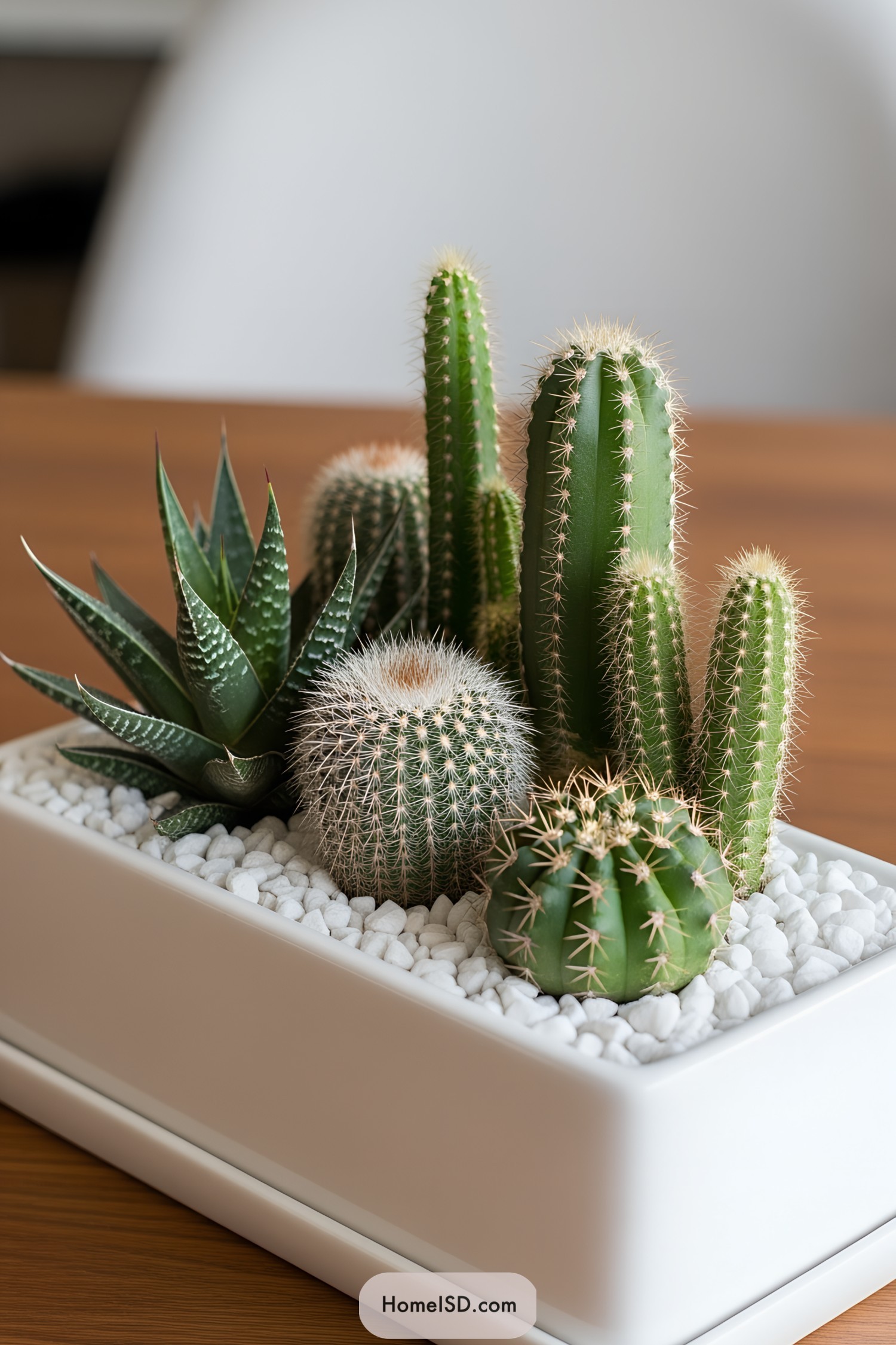 A cluster of diverse cacti in a sleek white rectangular planter