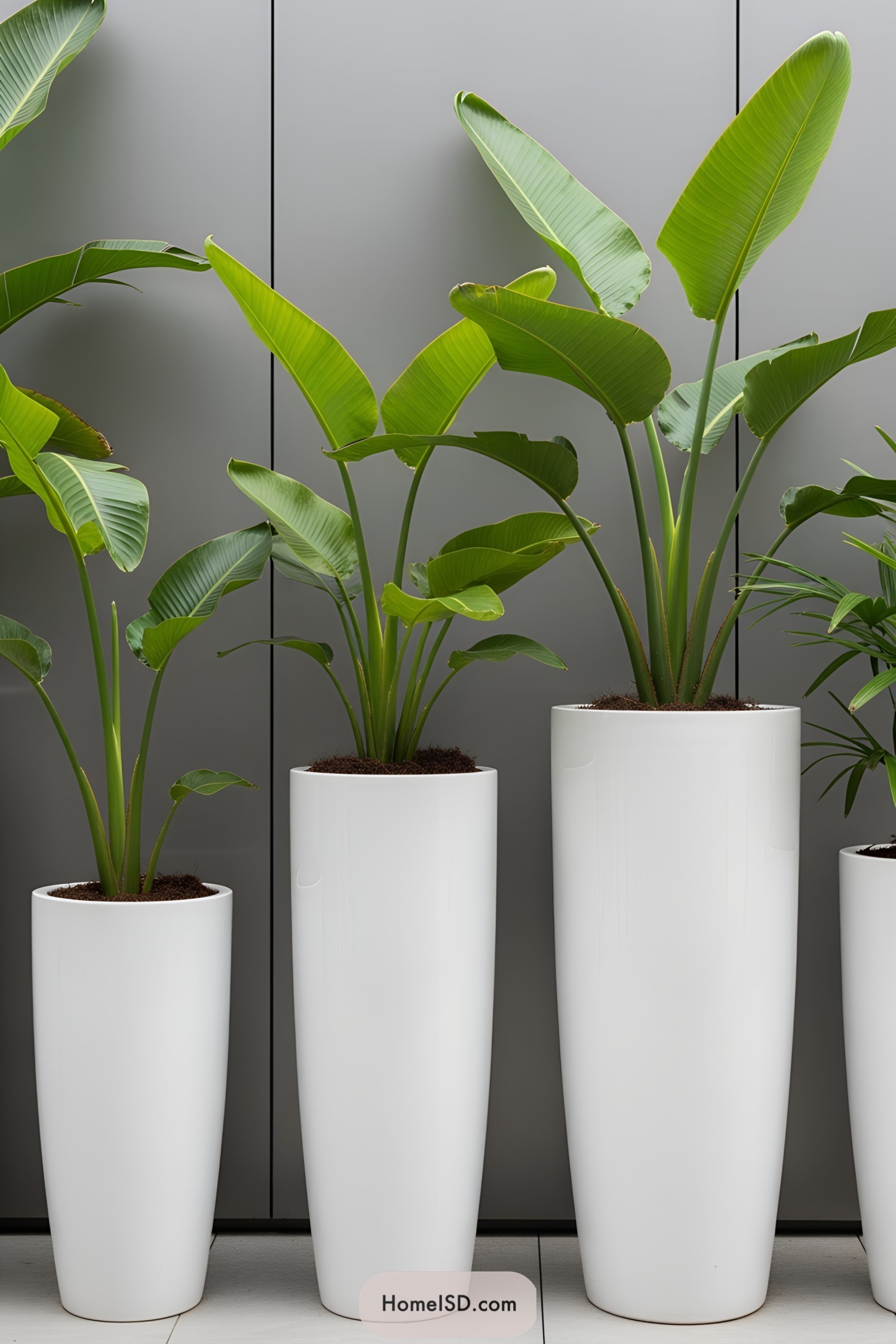 Tall white planters housing lush green plants against a sleek grey wall
