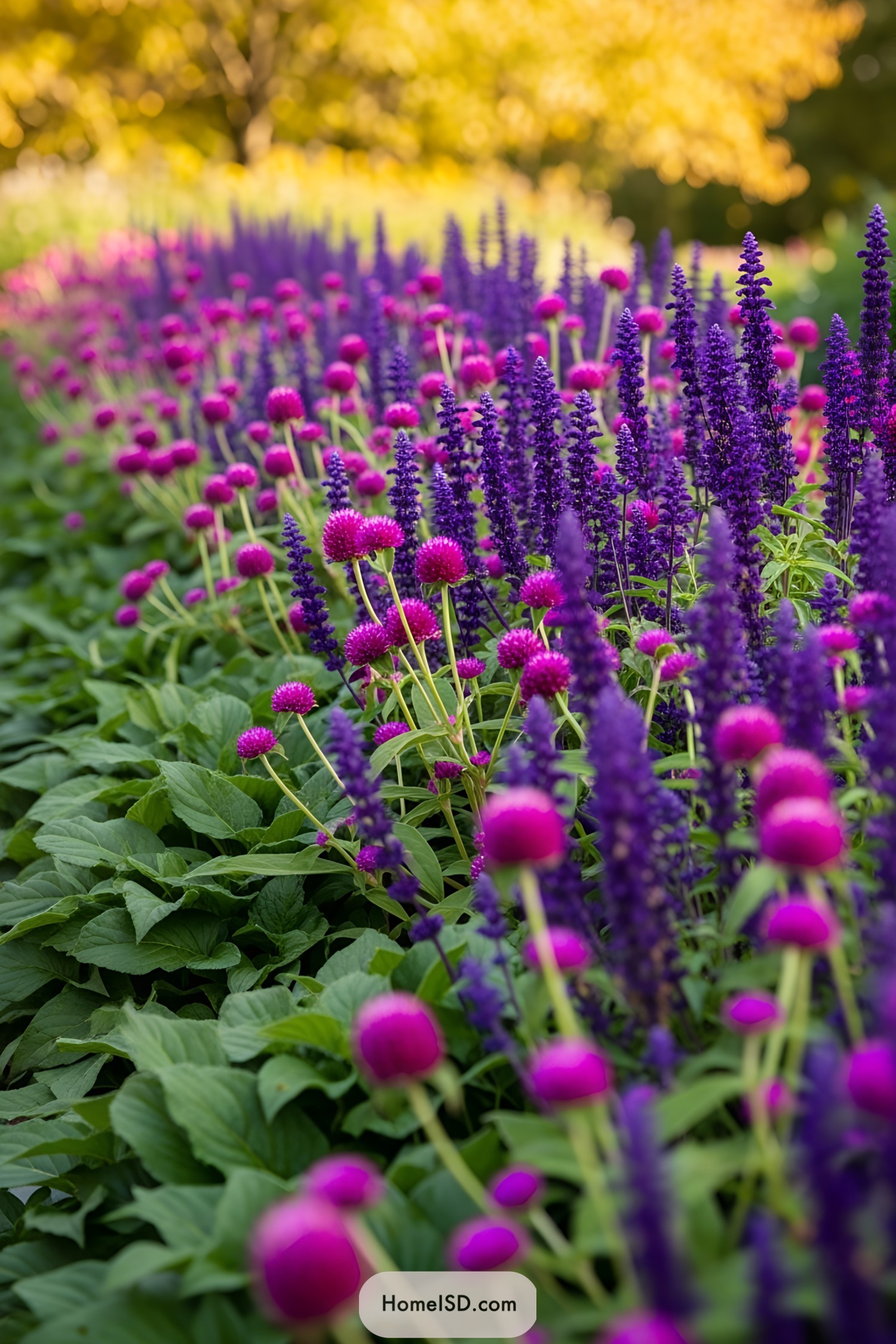 Purple and pink flowers thriving in fall sunlight