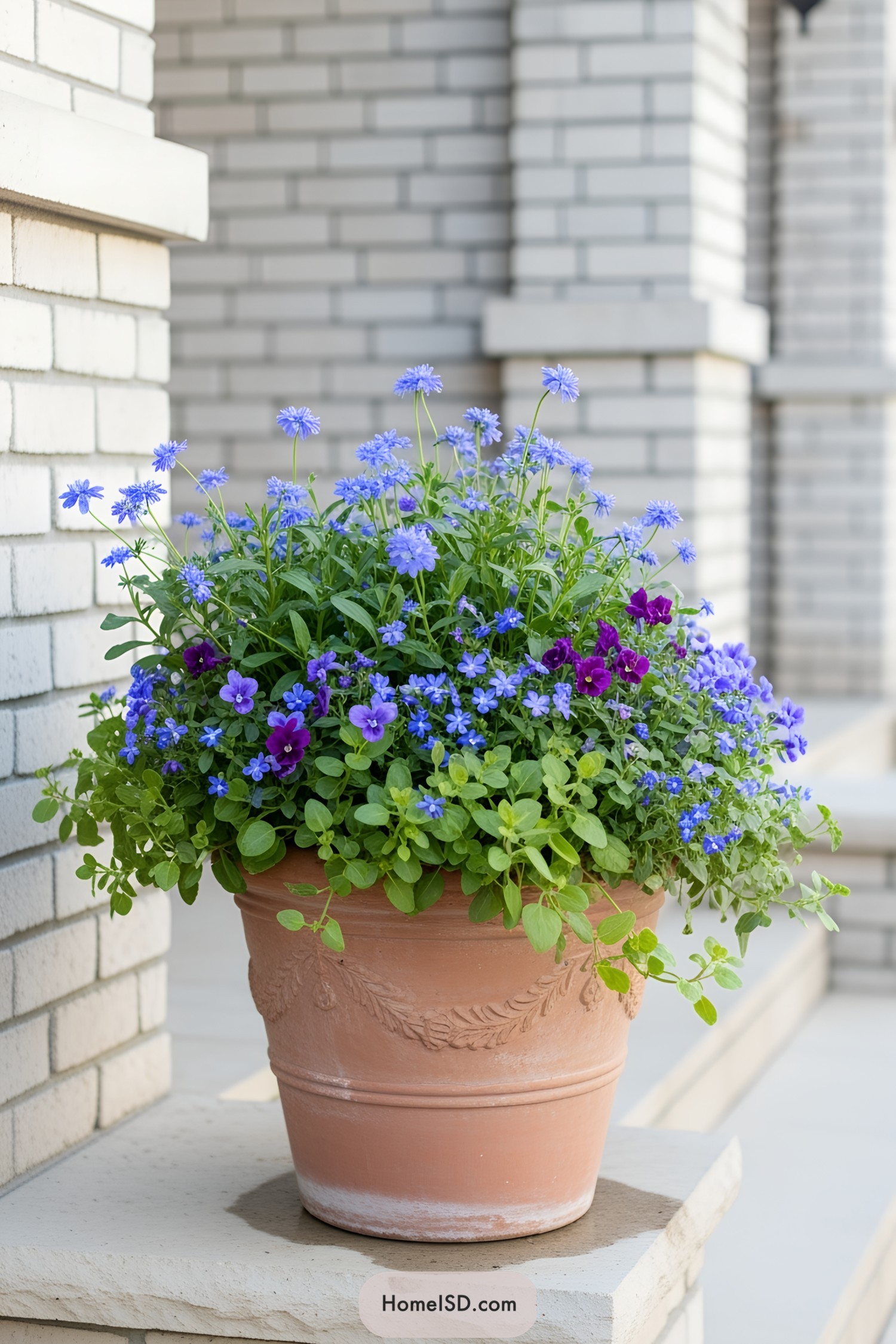 Terracotta pot with blue and purple flowers on a brick patio
