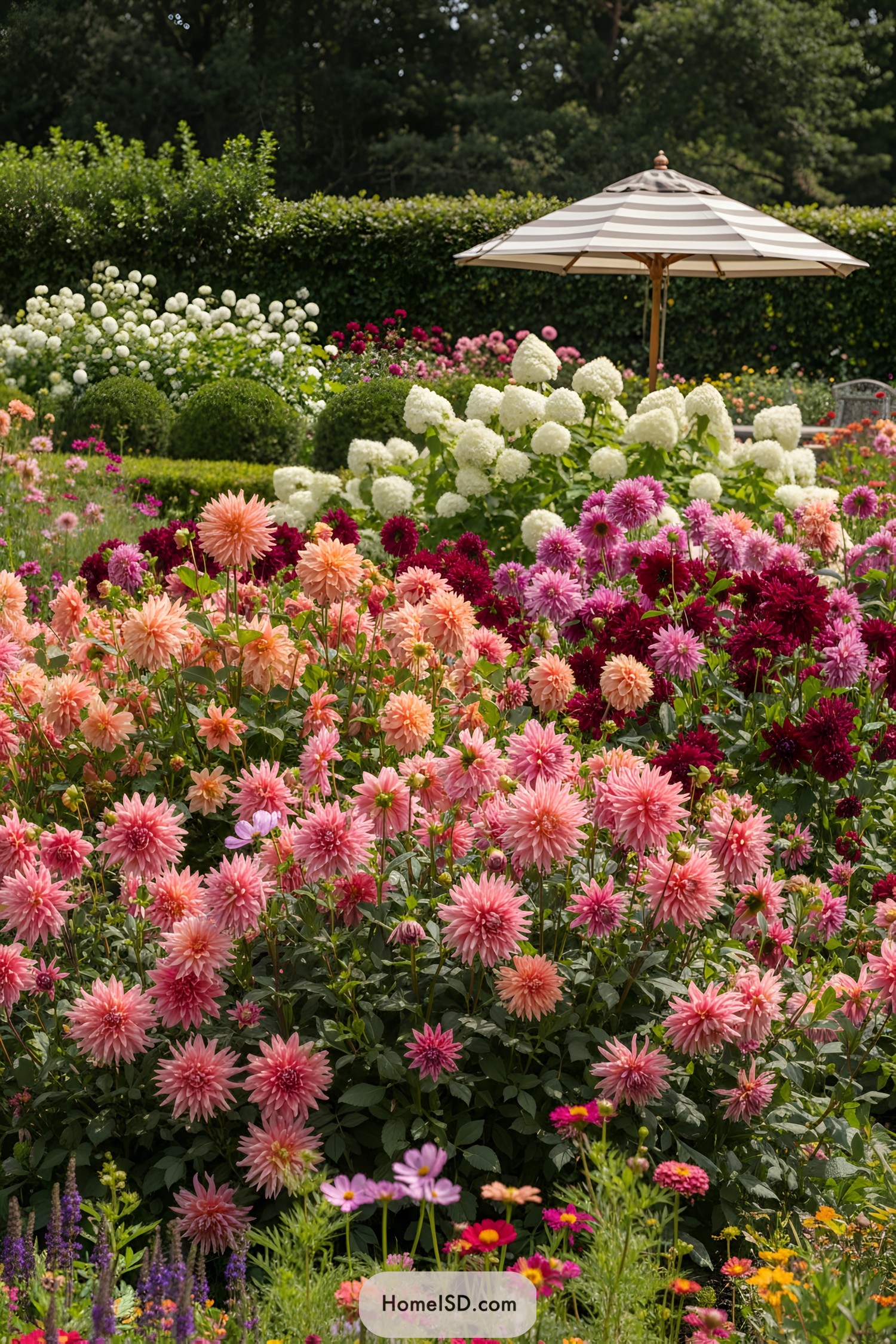 A vibrant garden of multicolored dahlias under a stylish umbrella