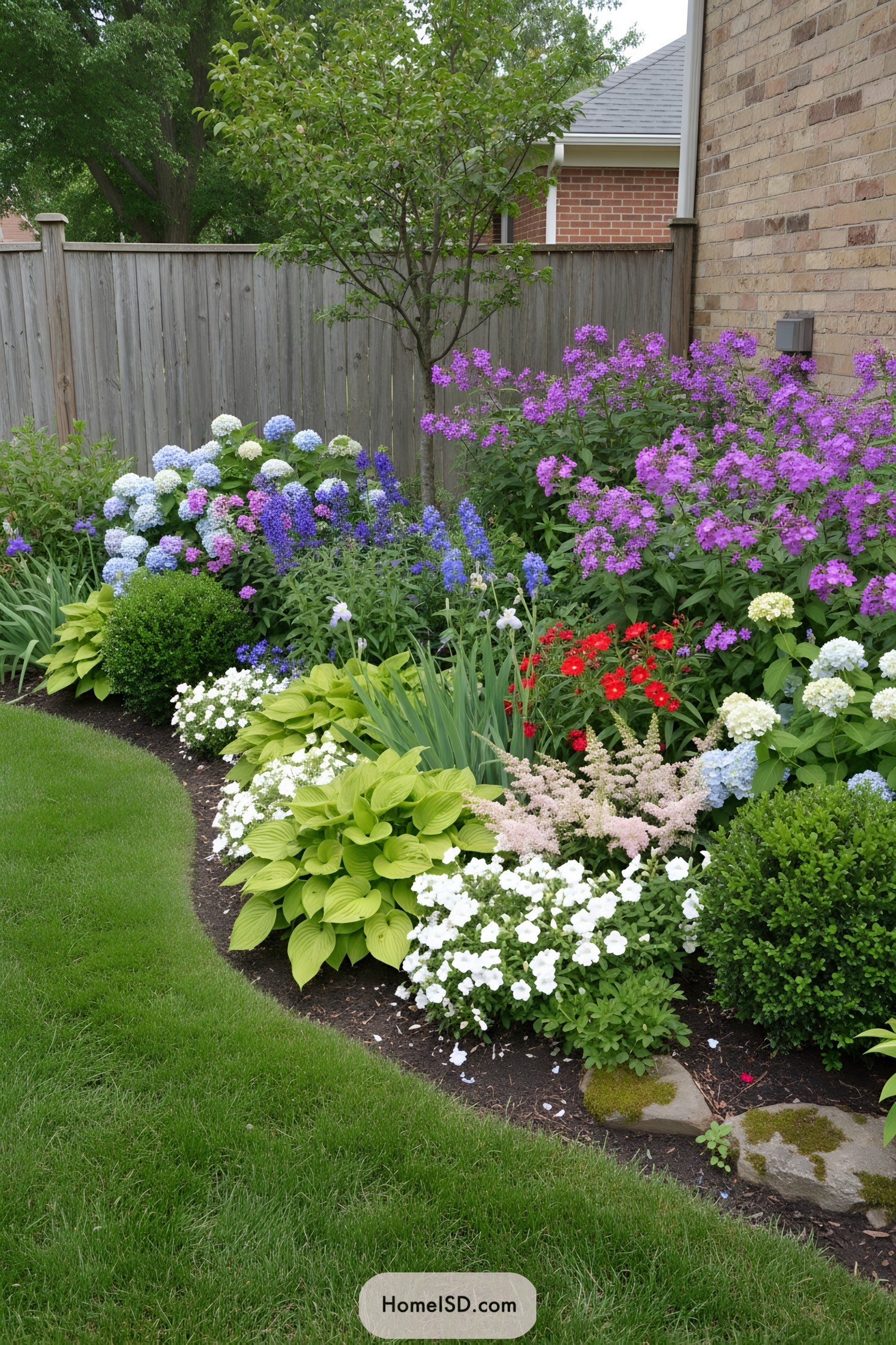 Curved backyard flower border with hydrangeas, phlox, hostas, and white petunias under a small tree beside a fence