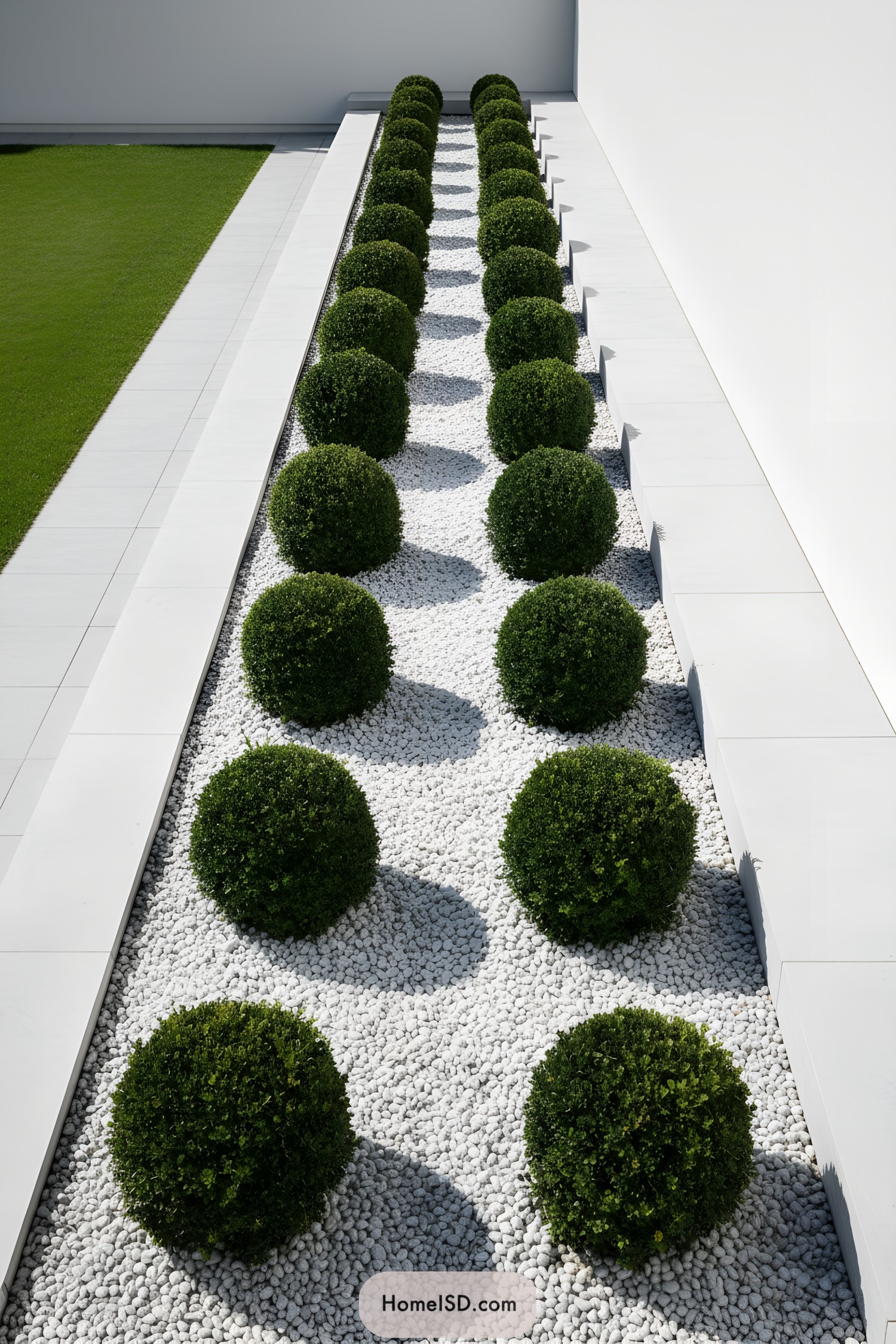 Row of round boxwood shrubs arranged in two lines over white gravel in a narrow modern garden bed