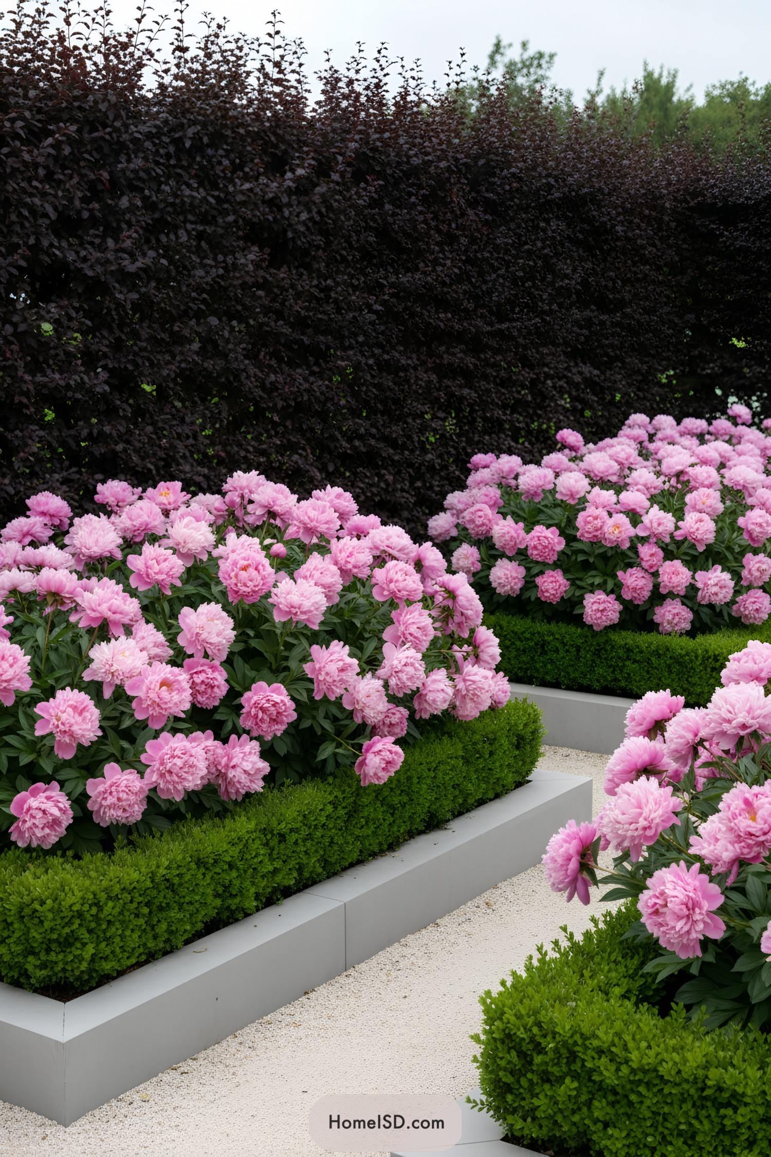 Raised modern beds filled with pink peonies