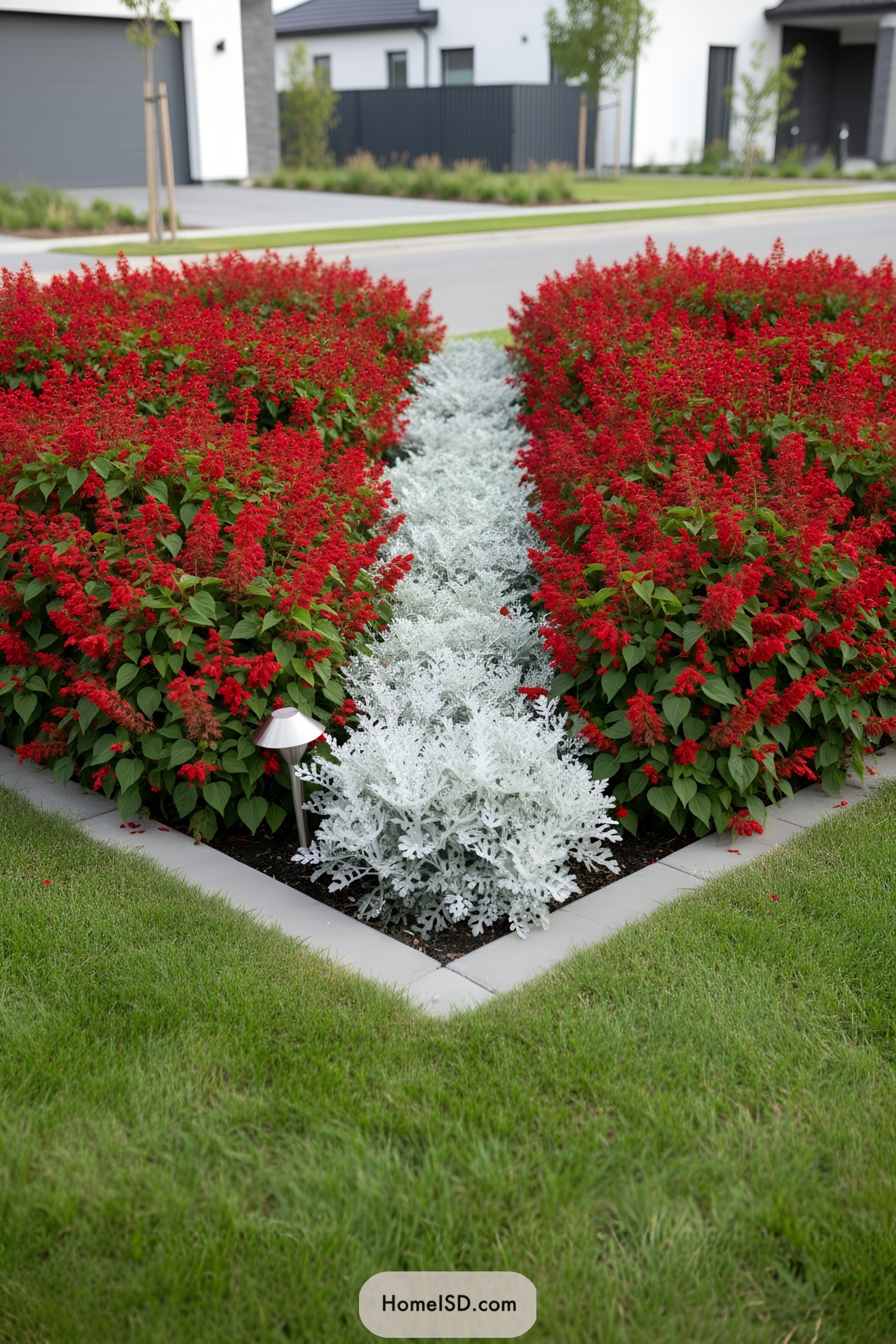Red salvia blocks framing a silver-foliage strip along a modern front yard corner