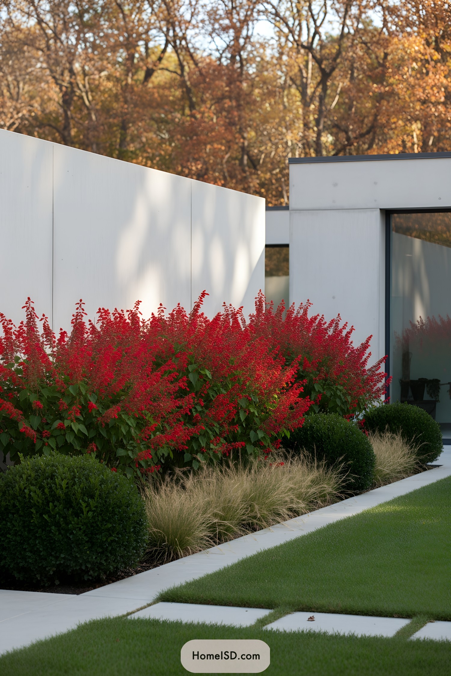 Tall red flower hedge lining a sleek modern walkway