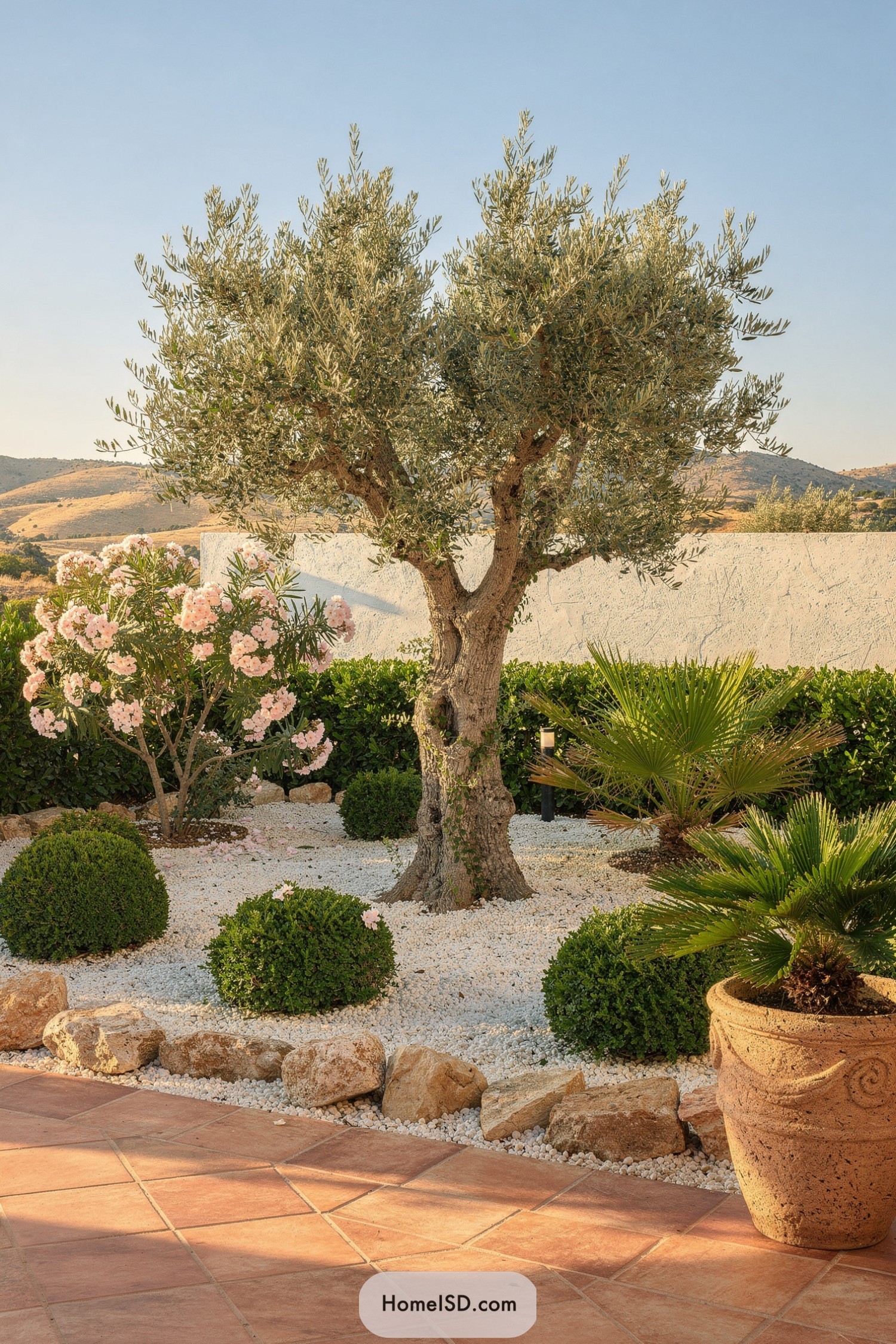 Mediterranean courtyard with mature olive tree, flowering shrub, and gravel groundcover