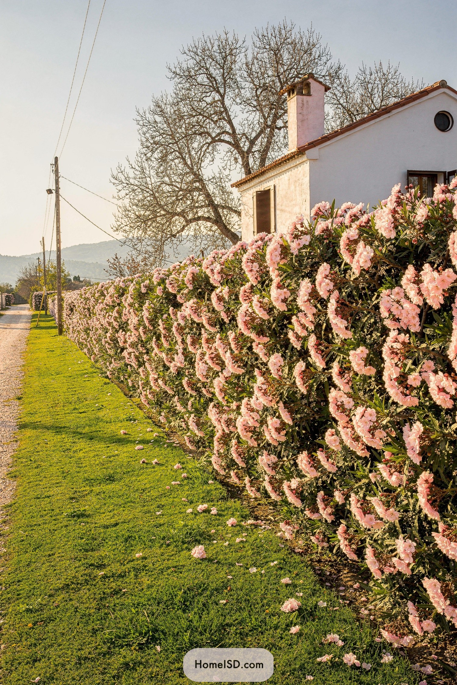 Dense hedge of pink flowering shrubs lining a Mediterranean house and roadside