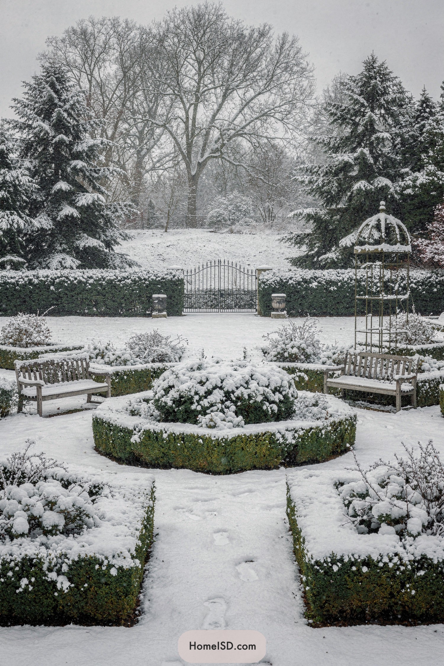 Formal boxwood garden covered in fresh snow