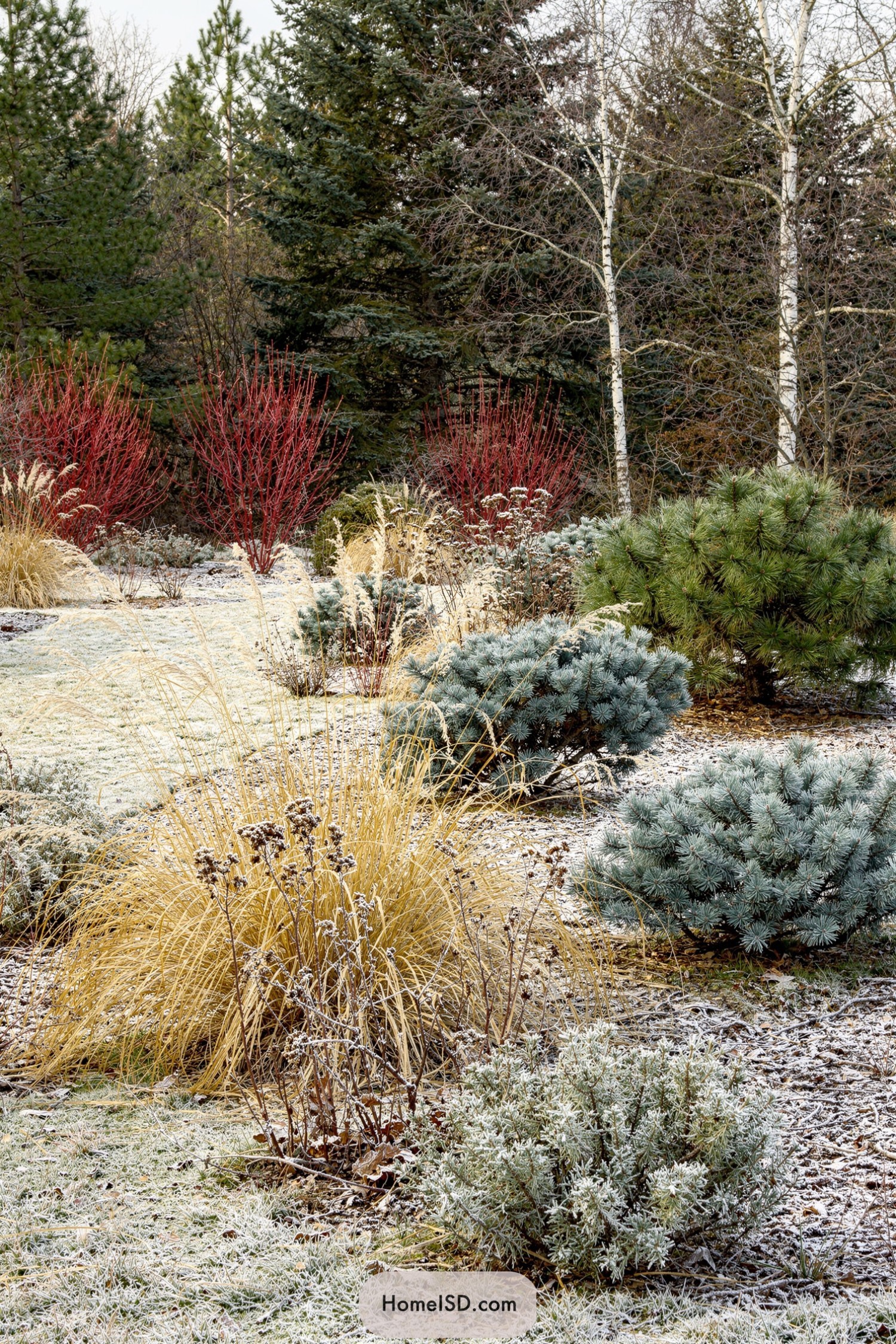 Winter garden with red shrubs evergreens and frosted grasses