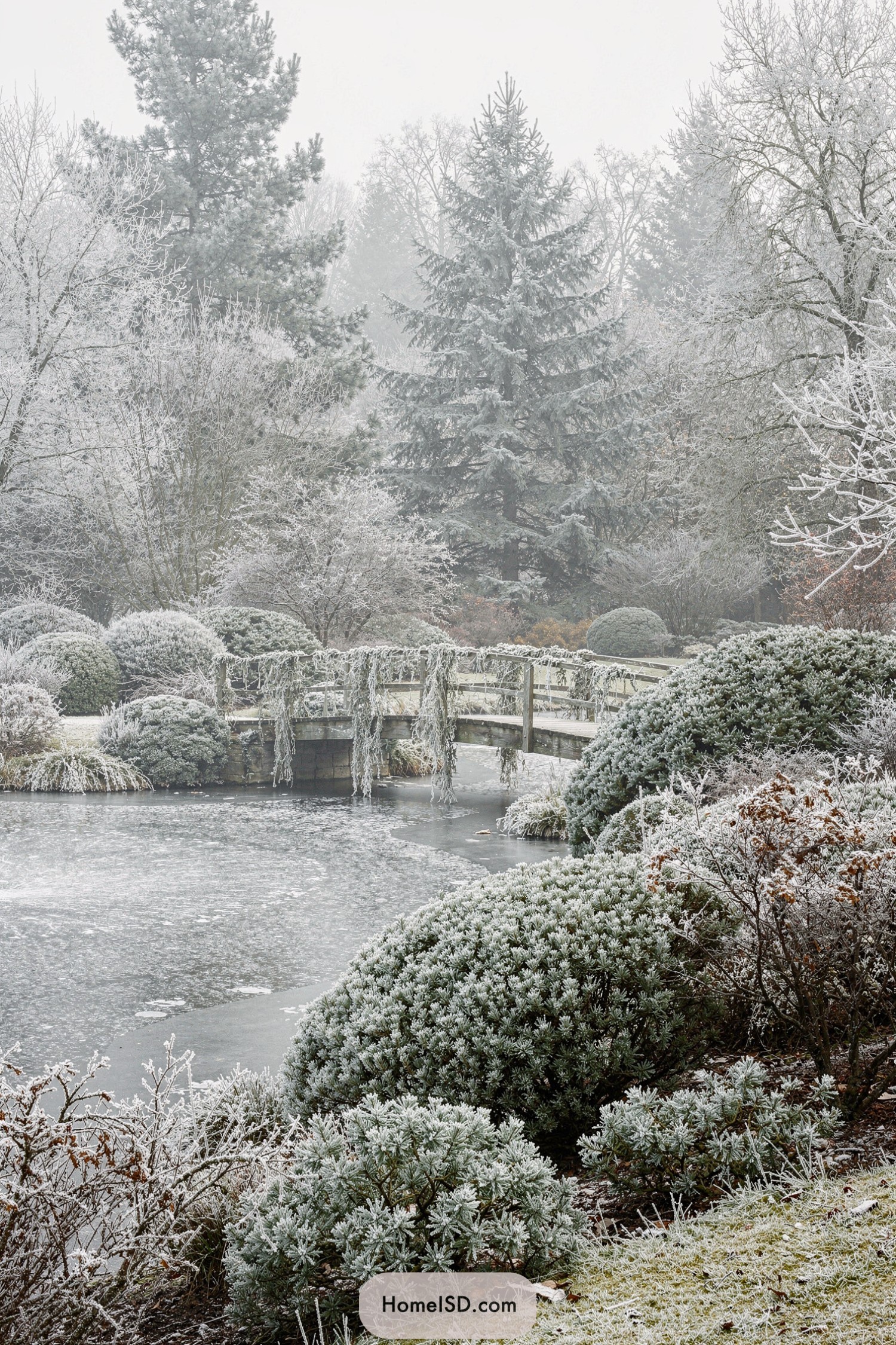 Frost-covered garden pond with arched wooden bridge and evergreens