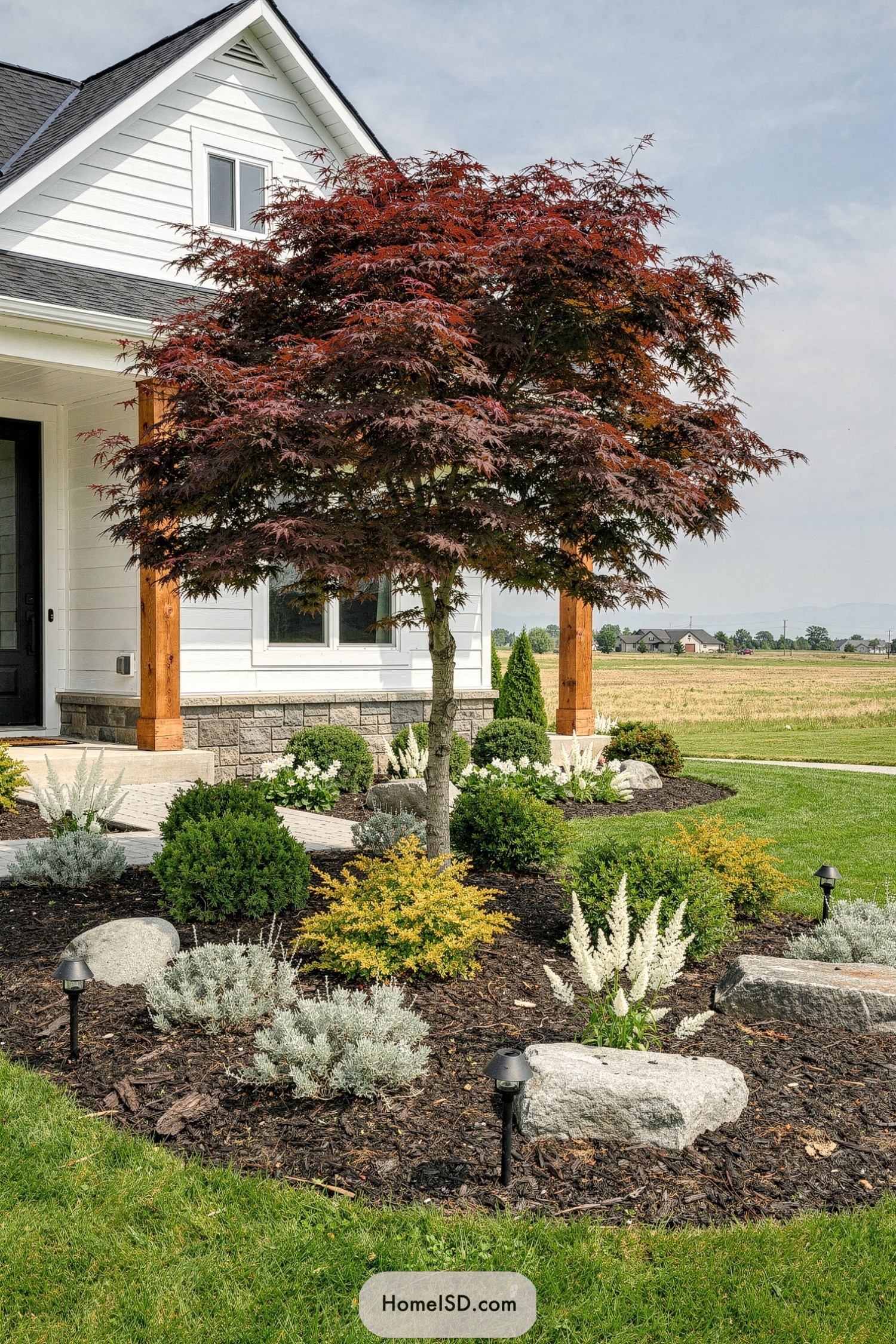 Red maple tree centered in mulched front garden with shrubs rocks and pathway