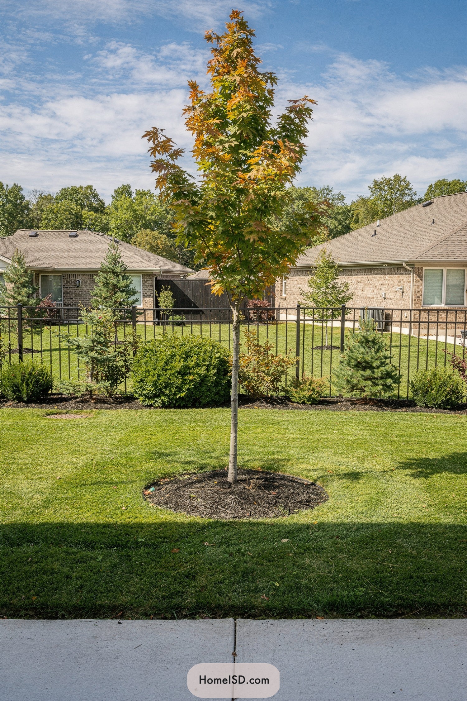 Young maple tree in manicured front lawn