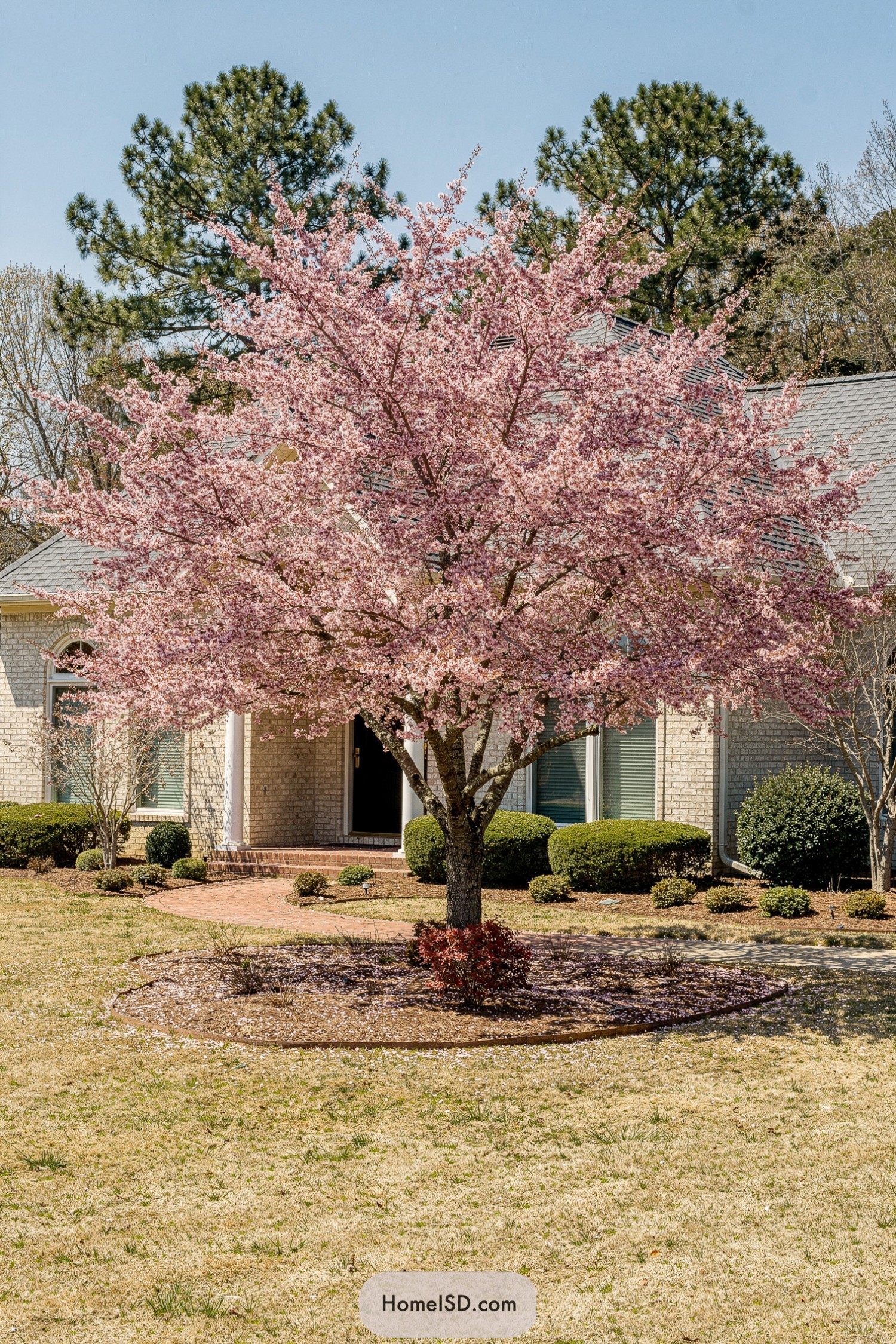 Mature pink flowering tree centered in a neat suburban front yard